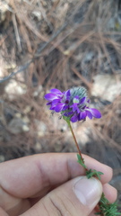 Dalea versicolor