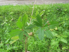 Potentilla thuringiaca