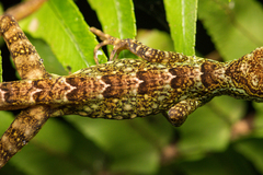 Anolis aequatorialis