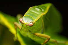 Steirodon