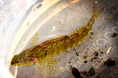 Etheostoma zonale