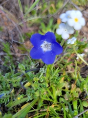 Nemophila menziesii
