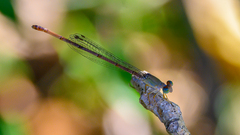 Ceriagrion aeruginosum