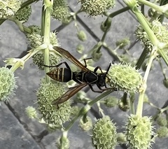 Polistes cinerascens