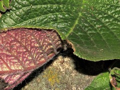 Streptocarpus pentherianus image