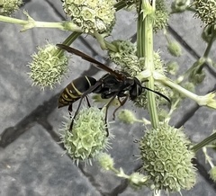 Polistes cinerascens