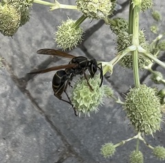 Polistes cinerascens