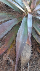 Agave bovicornuta