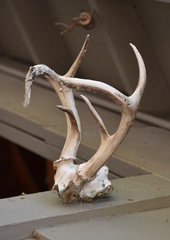 Odocoileus virginianus couesi