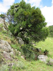 Streptocarpus pentherianus image