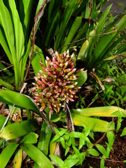 Aechmea melinonii