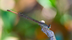 Ceriagrion aeruginosum
