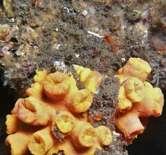 Epidendrium billeeanum