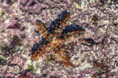 Coscinasterias tenuispina