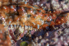 Coscinasterias tenuispina