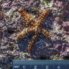 Coscinasterias tenuispina