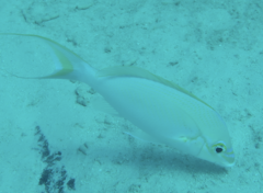 Scolopsis monogramma