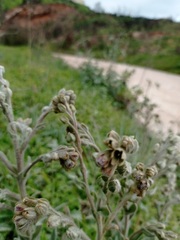 Andryala integrifolia
