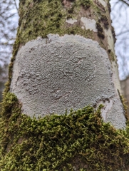 Pertusaria pertusa