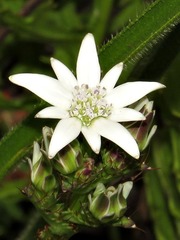 Alepidea