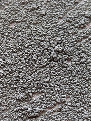 Pertusaria pertusa