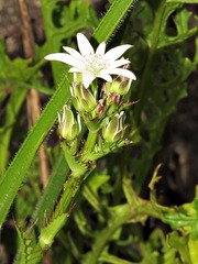 Alepidea