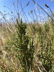 Tecticornia arbuscula