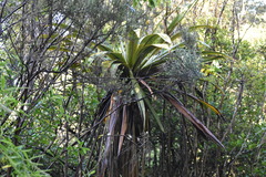 Cordyline indivisa