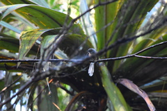 Rhipidura fuliginosa