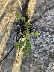 Agrimonia parviflora