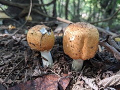 Agaricus nanaugustus