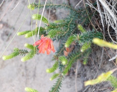 Erica cerinthoides cerinthoides