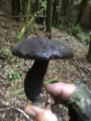 Tylopilus formosus
