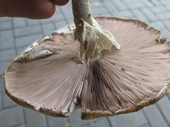 Agaricus nanaugustus