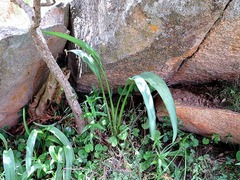 Zantedeschia