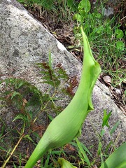 Zantedeschia