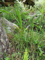 Zantedeschia