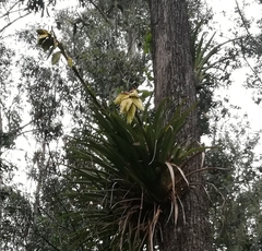 Tillandsia lajensis