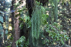 Asplenium flaccidum flaccidum