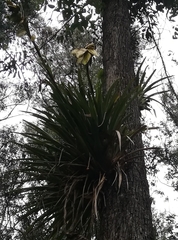 Tillandsia lajensis