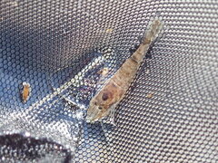 Crangon septemspinosa