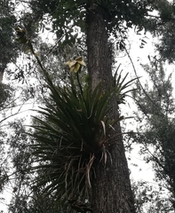 Tillandsia lajensis