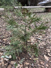 Calocedrus decurrens