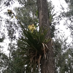 Tillandsia lajensis