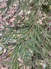Calocedrus decurrens