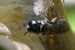 Ceratina