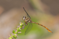 Aphylla angustifolia