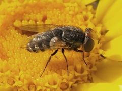 Miltogramminae