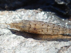 Crangon septemspinosa