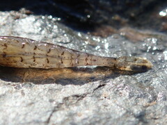 Crangon septemspinosa
